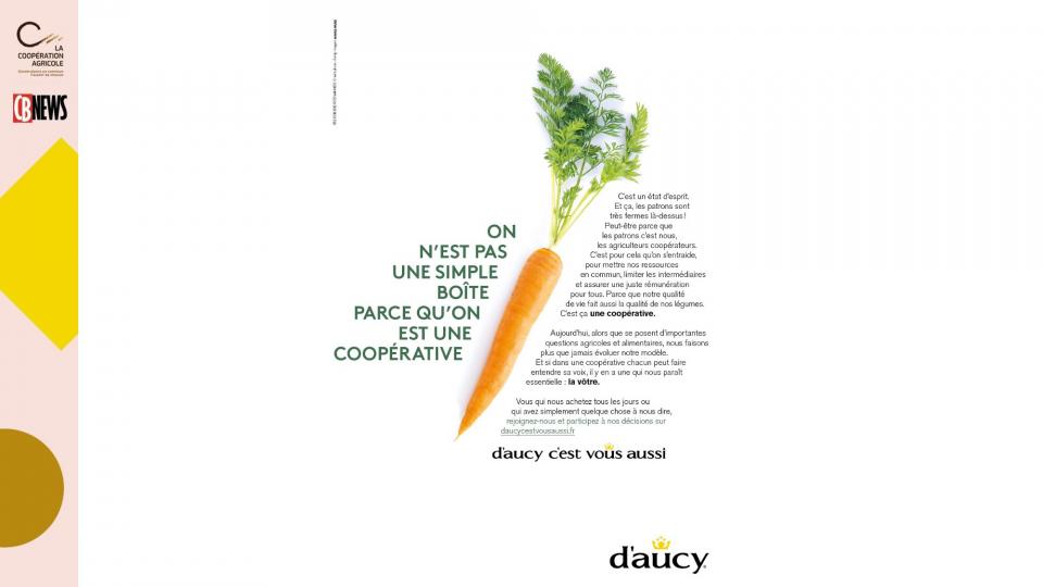 daucy